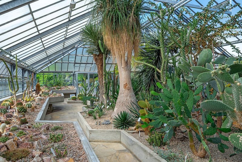 Cacti and other succulents in the succulent greenhouse at the University Botanical Garden in the city Ghent, East Flanders, Belgium