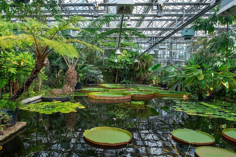 Floating leaves of giant waterlilies in the tropical Victoria greenhouse at the University Botanical Garden in the city Ghent, East Flanders, Belgium