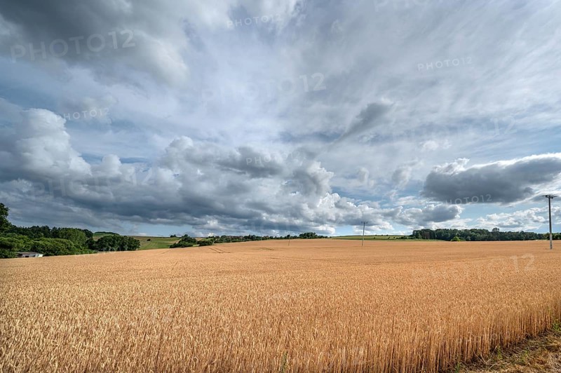 Ripe wheat field (Triticum), cloudy sky, Franconia, Bavaria, Germany
