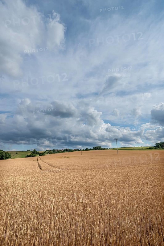 Ripe wheat field (Triticum), cloudy sky, Franconia, Bavaria, Germany