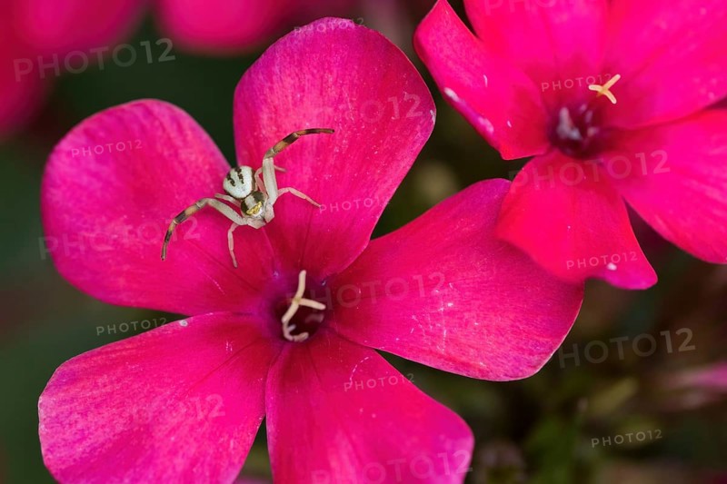 Goldenrod crab spider (Misumena vatia) on a bright pink flower, phlox blossom, Hesse, Germany