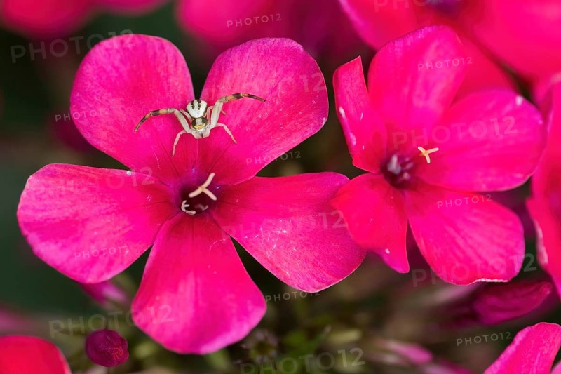 Two bright pink flowers, phlox flowers, with a Goldenrod crab spider (Misumena vatia) sitting on them, Hesse, Germany