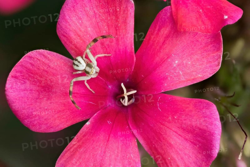 Goldenrod crab spider (Misumena vatia) sitting on a bright pink flower, phlox blossom, close-up, Hesse, Germany