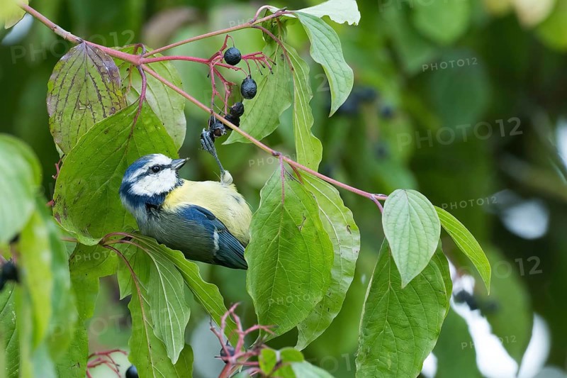 A blue tit (Parus Caeruleus) hangs on a branch, Common Dogwood (Cornus sanguinea), between green leaves and berries in a natural environment, Hesse, Germany