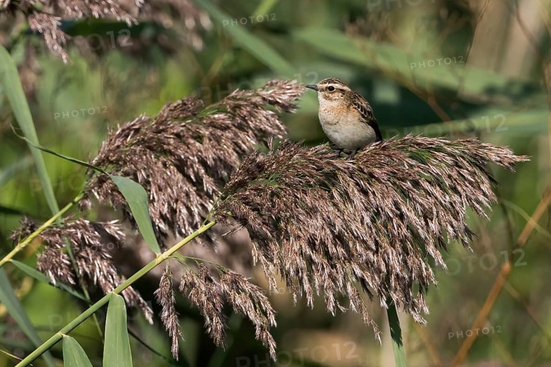 A whinchat (Saxicola rubetra) resting on a reed stalk in a natural environment, Hesse, Germany