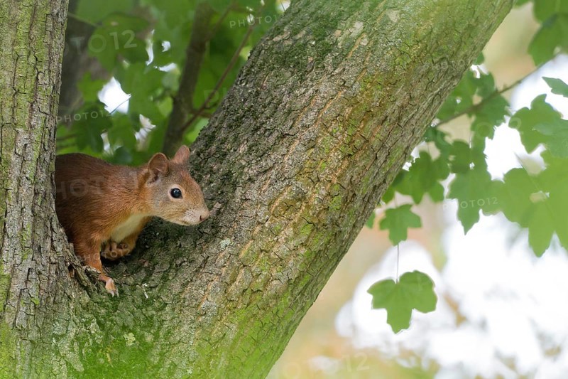 A squirrel (Sciurus vulgaris), juvenile, sitting attentively in the fork of a tree trunk, Hesse, Germany