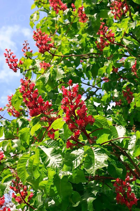 Red-flowering horse chestnut (Aesculus carnea), alienation, North Rhine-Westphalia, Germany