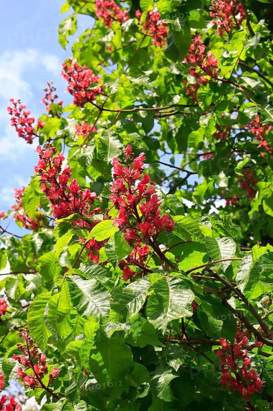 Red-flowering horse chestnut (Aesculus carnea), North Rhine-Westphalia, Germany