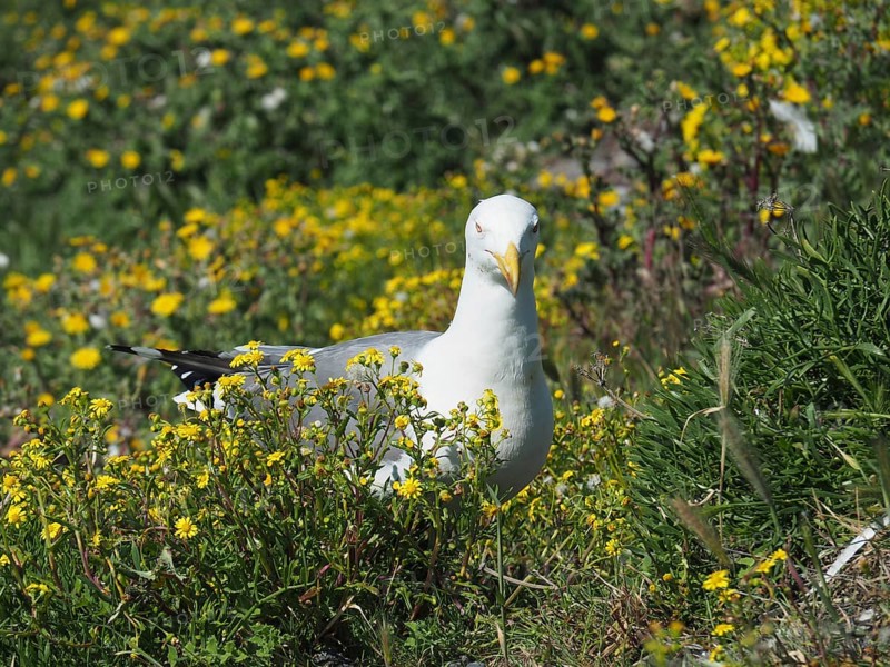Mediterranean gull (Larus michahellis) among yellow wildflowers in a meadow. Porquerolles Island, Giens, Hyères, Provence, Côte d' Azur, France