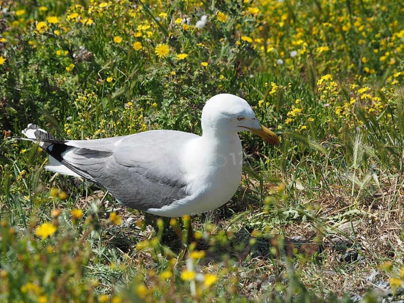 Mediterranean gull (Larus michahellis) searching for food in the grassy area. Porquerolles Island, Giens, Hyères, Provence, Côte d' Azur, France