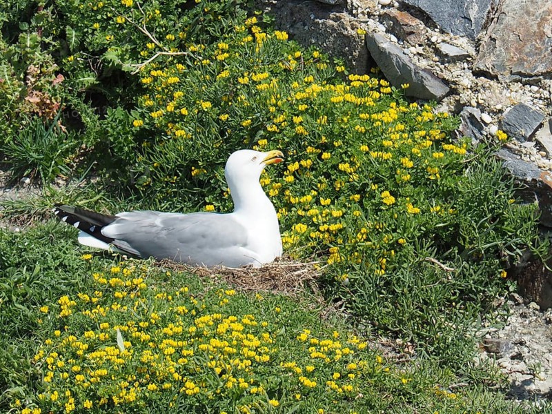 Mediterranean gull (Larus michahellis) breeding among yellow flowers in a grass nest, Porquerolles Island, Giens, Hyères, Provence, Côte d' Azur, France