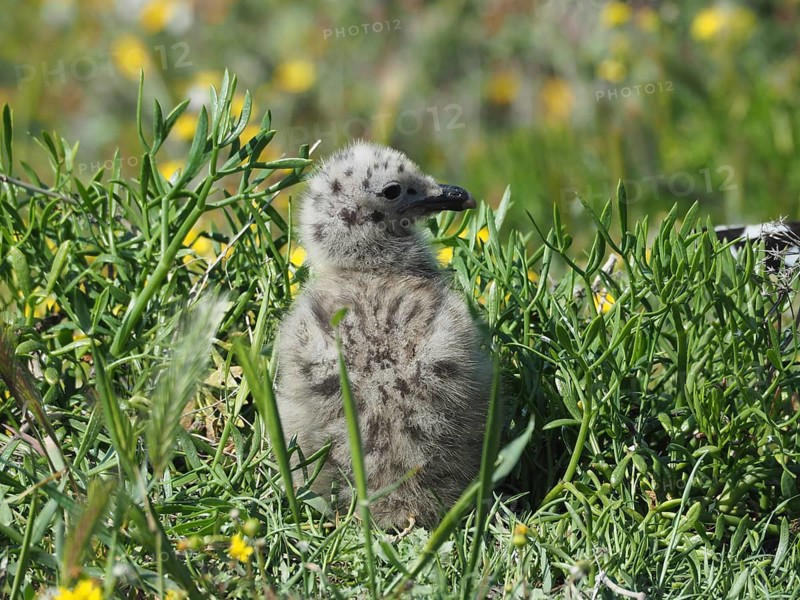 A fluffy chick of Mediterranean gull (Larus michahellis) sits in the dense grass, surrounded by blooming yellow flowers. Porquerolles Island, Giens, Hyères, Provence, Côte d'Azur, France