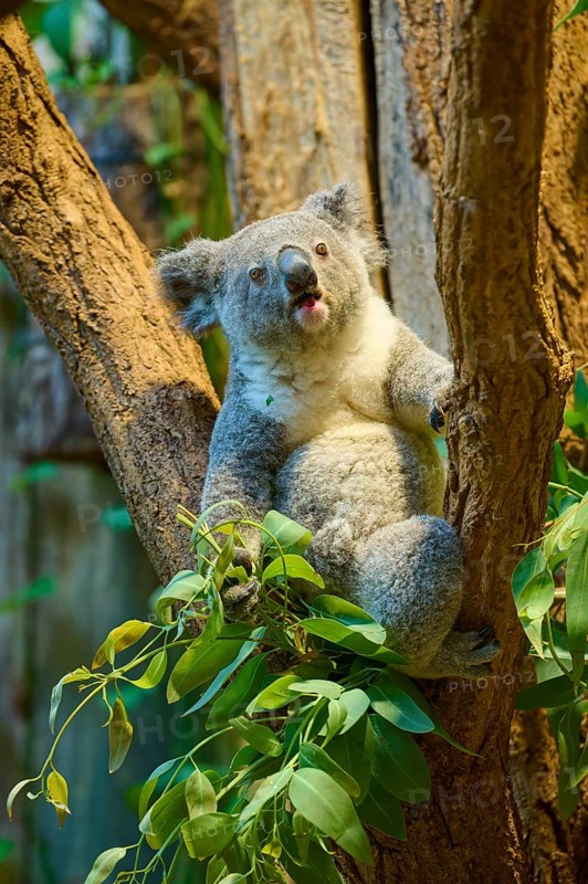 A koala hangs on a tree and looks to the side, koala (Phascolarctos cinereus), lives in Australia, captive, Germany