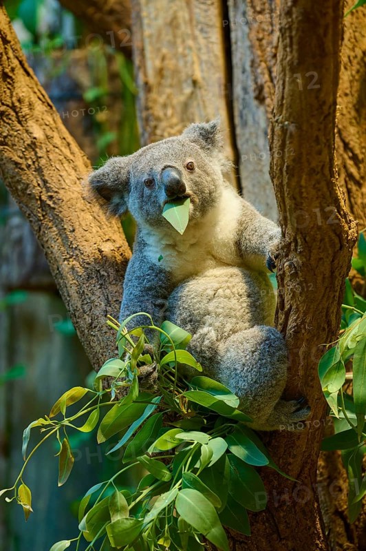A koala with a leaf in its mouth sitting on a tree, koala (Phascolarctos cinereus), lives in Australia, captive, Germany