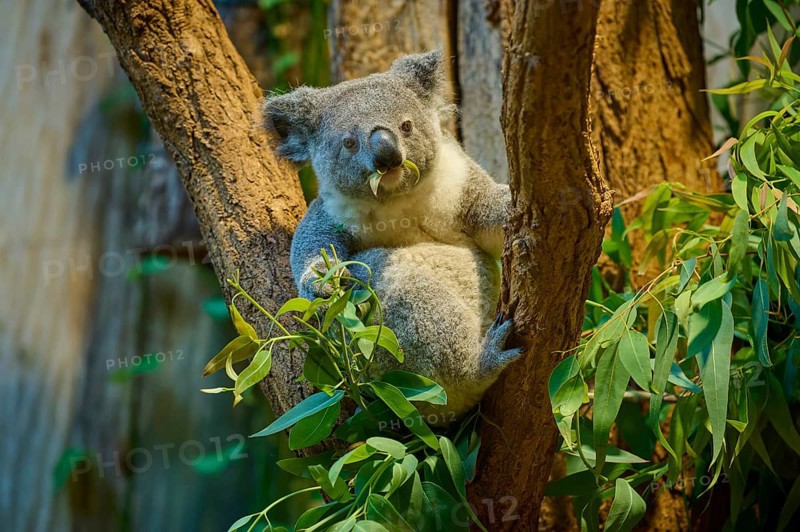 A koala sits on a tree and has eucalyptus in its mouth, koala (Phascolarctos cinereus), lives in Australia, captive, Germany