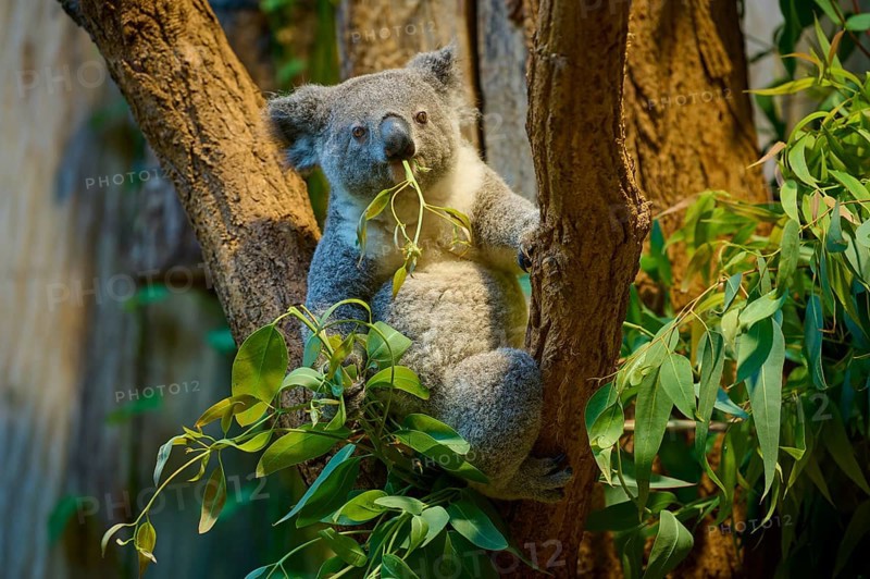 A koala climbing a tree, with eucalyptus leaves in its mouth, koala (Phascolarctos cinereus), lives in Australia, captive, Germany