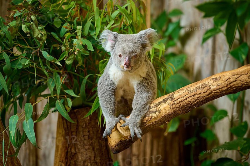 A koala sits on a branch, with a curious look and surrounded by plants, koala (Phascolarctos cinereus), lives in Australia, captive, Germany