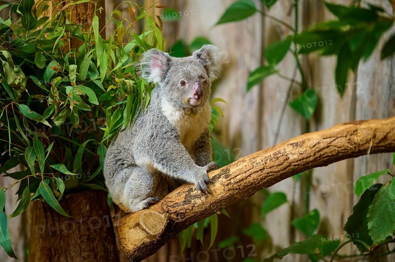 A koala sits quietly on a branch, surrounded by plants, koala (Phascolarctos cinereus), lives in Australia, captive, Germany