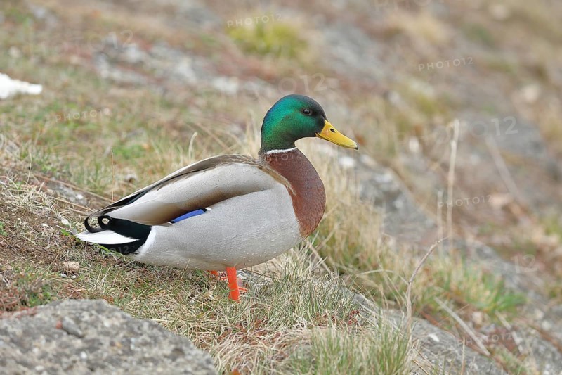 Mallard (Anas platyrhynchos), male, drake, standing on a slope on the lakeshore, Chiemsee, Prien, Bavaria, Germany