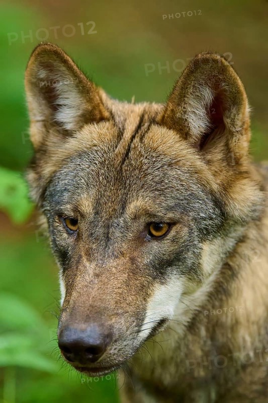 Close-up of a wolf face with intense gaze in the greenery, Wolf (Canis Lupos), Germany