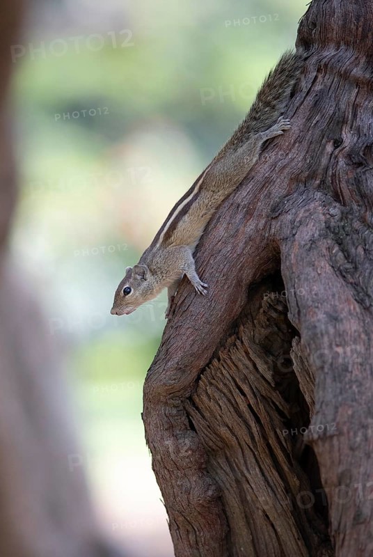 Northern palm squirrel (Funambulus pennantii) in Cubbon Park, Begaluru or Bangalore, Karnataka, India