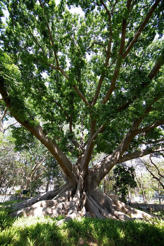 Old Kapock tree (Ceiba pentandra) in the Lalbagh Botanical Garden, Begaluru or Bangalore, Karnataka, India