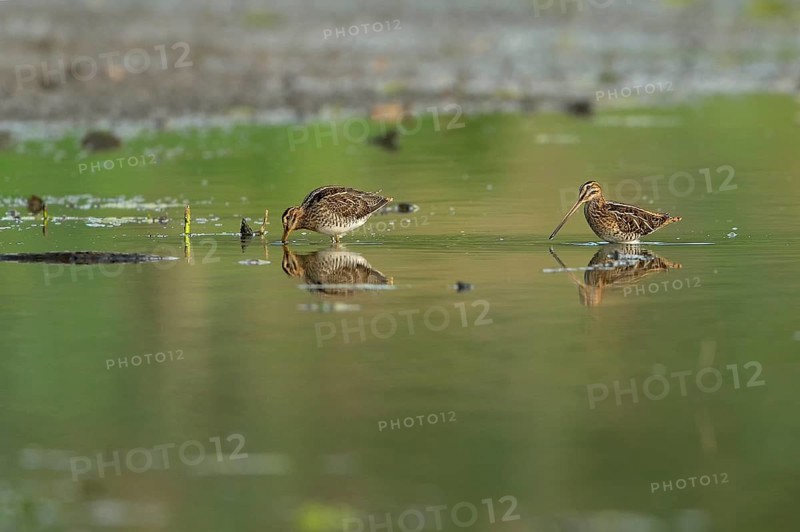 Common snipe (Gallinago gallinago), two foraging in shallow water, Lower Rhine, North Rhine-Westphalia, Germany