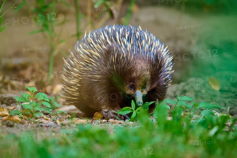 A curious echidna in the wild, surrounded by grass and greenery, short-billed echidna (Tachyglossus aculeatus), lives in Australia, captive, Germany