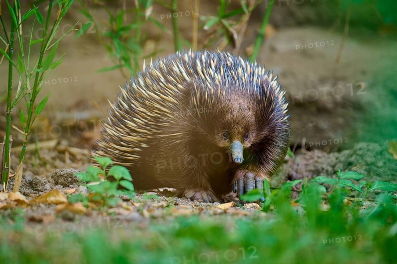 A spiny echidna on the forest floor, surrounded by nature and green foliage, short-billed echidna (Tachyglossus aculeatus), lives in Australia, captive, Germany