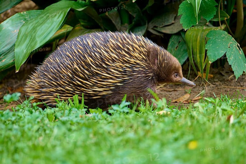 An echidna moves through green grass and dense vegetation, short-billed echidna (Tachyglossus aculeatus), lives in Australia, captive, Germany