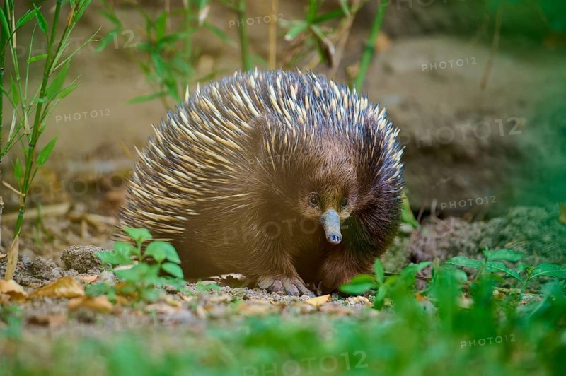 An echidna with distinctive spines in a natural environment, surrounded by plants, short-billed echidna (Tachyglossus aculeatus), lives in Australia, captive, Germany