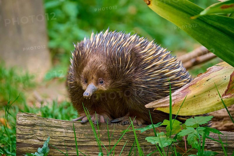 An echidna on a tree trunk, surrounded by natural flora, short-billed echidna (Tachyglossus aculeatus), lives in Australia, captive, Germany