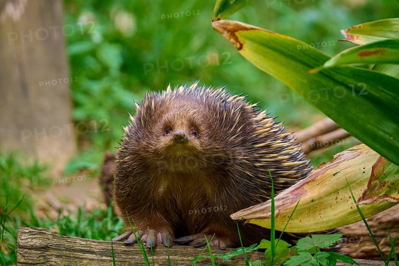 An echidna looking attentively into the camera, surrounded by plants, short-billed echidna (Tachyglossus aculeatus), lives in Australia, captive, Germany