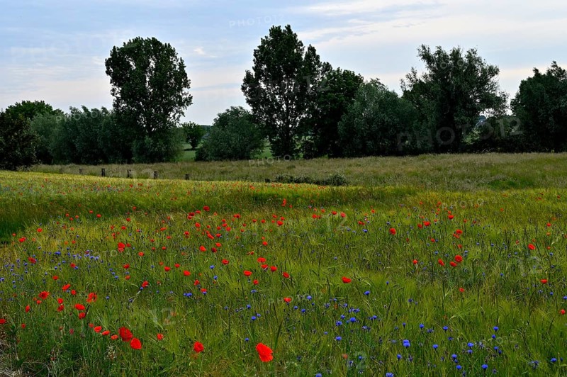 Cereal field with poppies, Lower Rhine, North Rhine-Westphalia, Germany