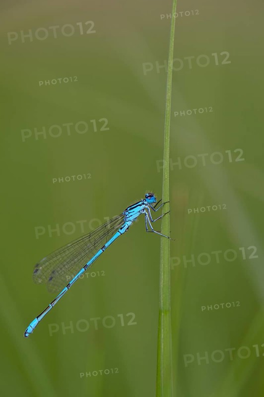 Horseshoe damselfly (Coenagrion puella) sitting on a blade of grass, Großes Venn, Hamminkeln, Lower Rhine