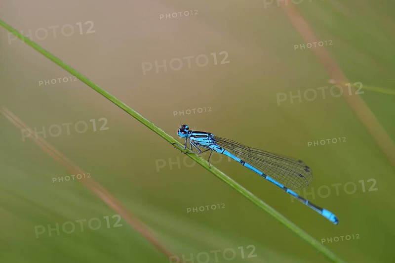 Horseshoe damselfly (Coenagrion puella) sitting on a blade of grass, Großes Venn, Hamminkeln, Lower Rhine