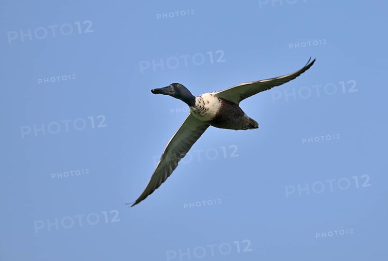 Flying drake of the shoveler (Anas clypeata) in front of a blue sky, Lower Rhine, North Rhine-Westphalia, Germany