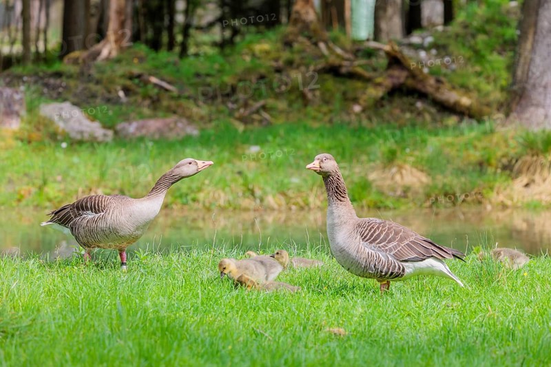 A couple of adult Greylag Goose (Anser anser) stands with their goslings on a green meadow. Bavaria, Germany