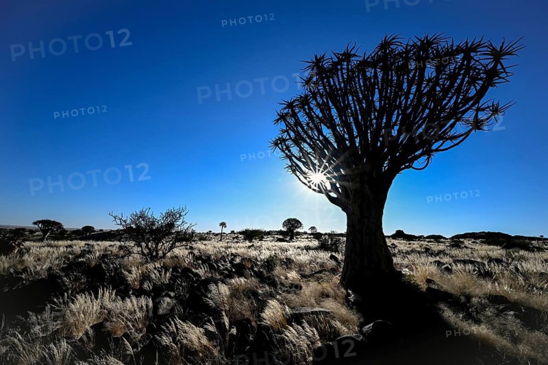 Quiver tree (Aloe dichotoma), blue hour, quiver tree forest near Keetmanshoop, Karas Region, Namibia
