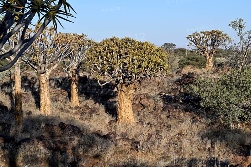 Quiver trees (Aloe dichotoma), quiver tree forest near Keetmanshoop, Karas Region, Namibia