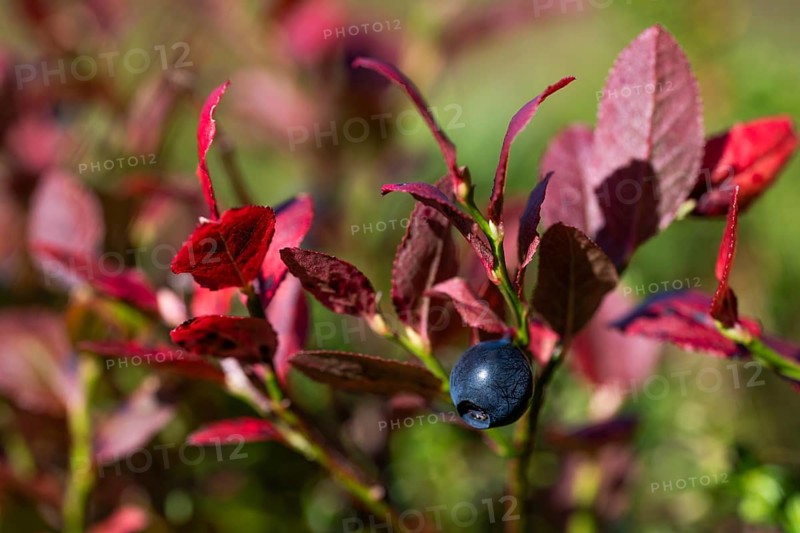 Close-up of ripe bilberry or blueberry (Vaccinium myrtillus) with autumnal red coloured leaves, Otroya or Otrøya island, Møre og Romsdal, Norway