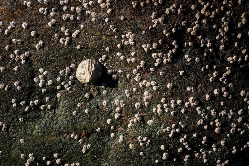 Limpet and barnacles (Patella vulgata, Semibalanus balanoides), rocks by the sea, Otroya or Otrøya Island, Møre og Romsdal, Norway