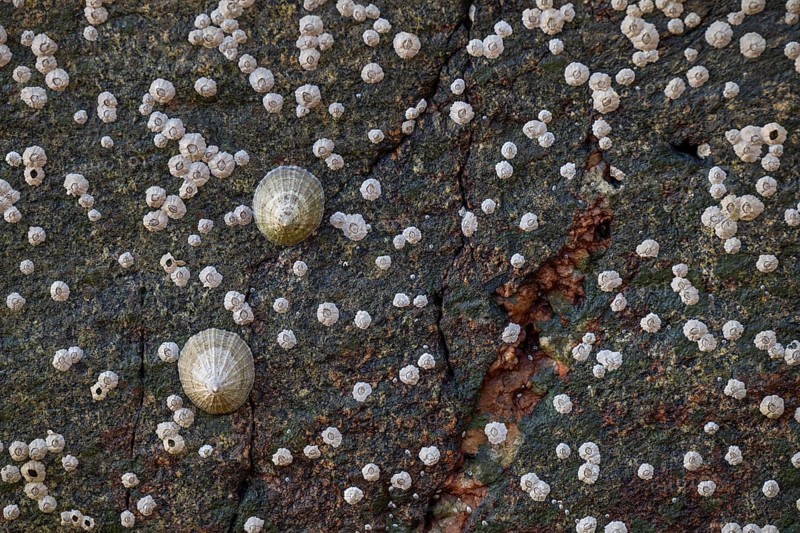 Limpets and barnacles (Patella vulgata, Semibalanus balanoides), rocks by the sea, Otroya or Otrøya Island, Møre og Romsdal, Norway
