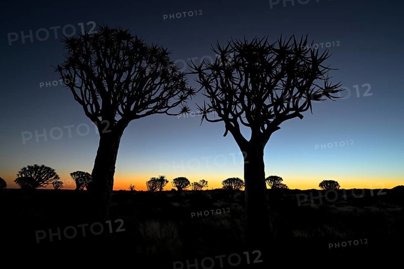 Quiver trees (Aloe dichotoma), blue hour, quiver tree forest near Keetmanshoop, Karas Region, Namibia