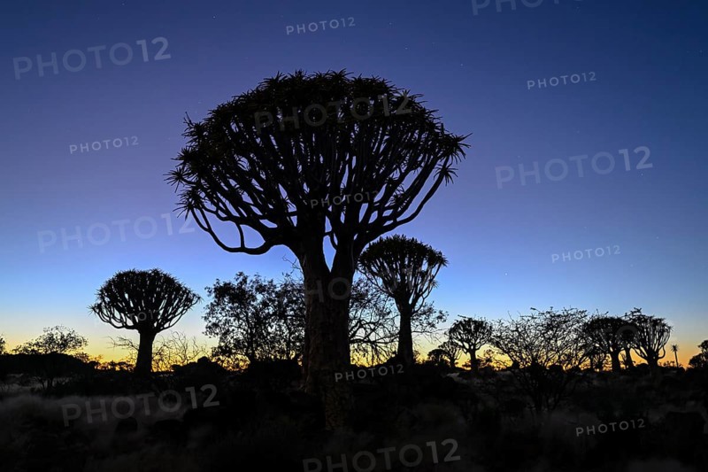 Quiver trees (Aloe dichotoma) under the starry sky, quiver tree forest near Keetmanshoop, Karas Region, Namibia