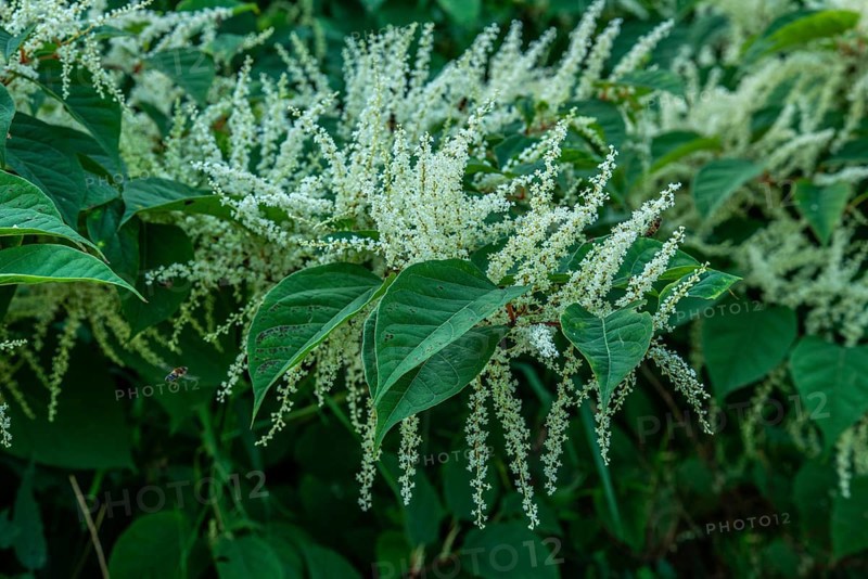 Flowering Japanese Knotweed (Fallopia Japonica), an invasive piece in a forest clearing in Ystad, Scania, Sweden, Scandinavia
