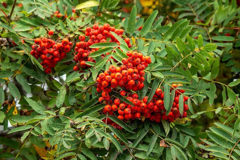 European rowan (Sorbus aucuparia), berries in Ystad, Skåne county, Sweden, Scandinavia