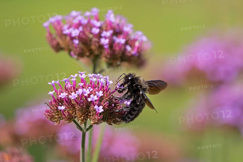 Wood bee (Xylocopa), Purpletop vervain (Verbena bonariensis), Burgstemmen, Nordstemmen, Lower Saxony, Germany