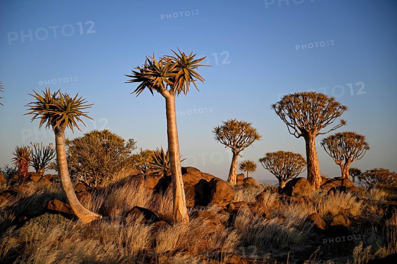 Quiver trees (Aloe dichotoma), quiver tree forest near Keetmanshoop, Karas Region, Namibia