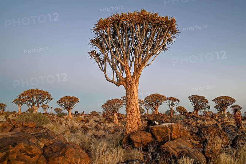 Quiver trees (Aloe dichotoma), quiver tree forest near Keetmanshoop, Karas Region, Namibia